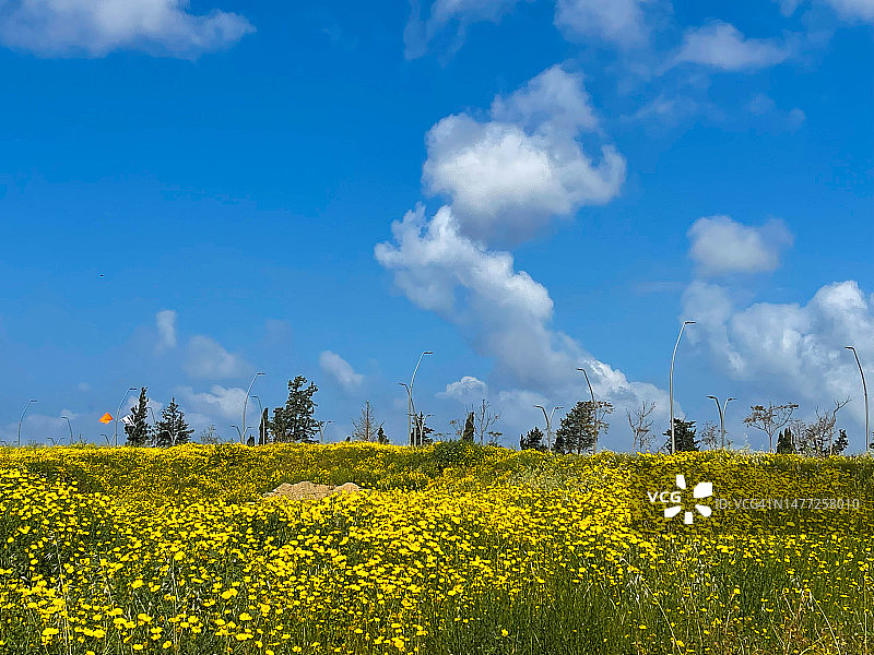 盛开的千里光属植物田野图片素材