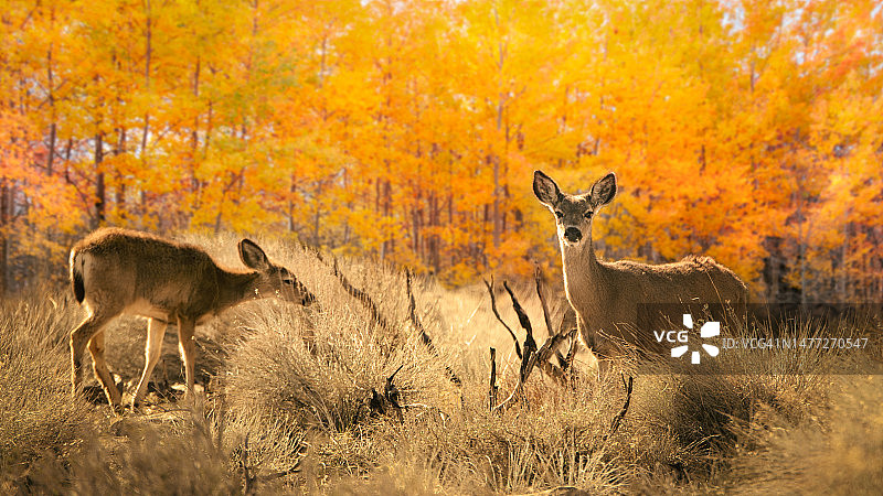 美国加利福尼亚州黑尾鹿在秋季白杨林附近吃草图片素材