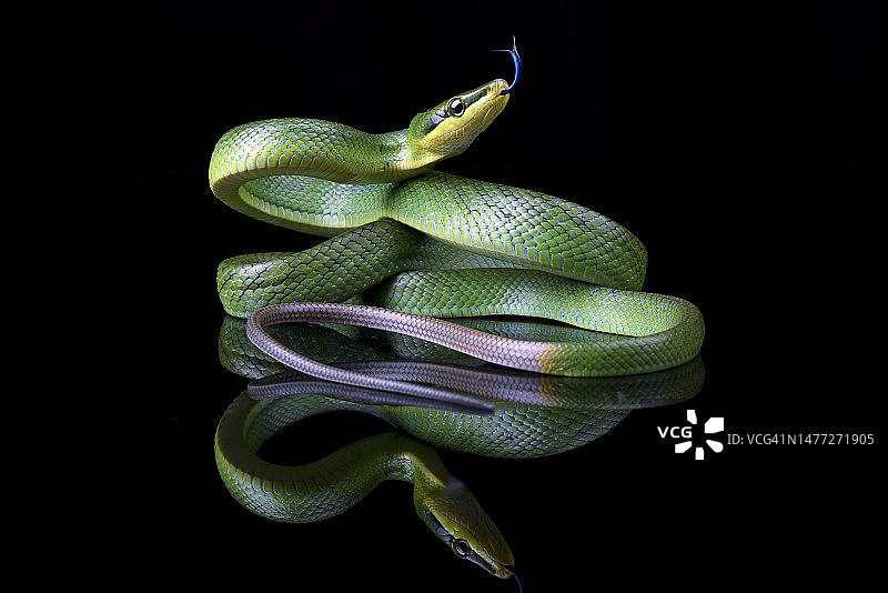 黑背景下的红尾游蛇特写图片素材