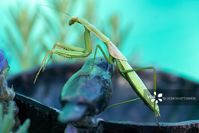 花园树叶中隐藏的螳螂图片素材