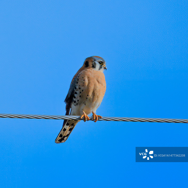 美国红隼图片素材
