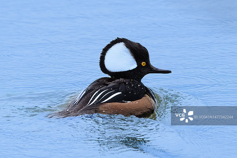 连帽秋沙鸭图片素材