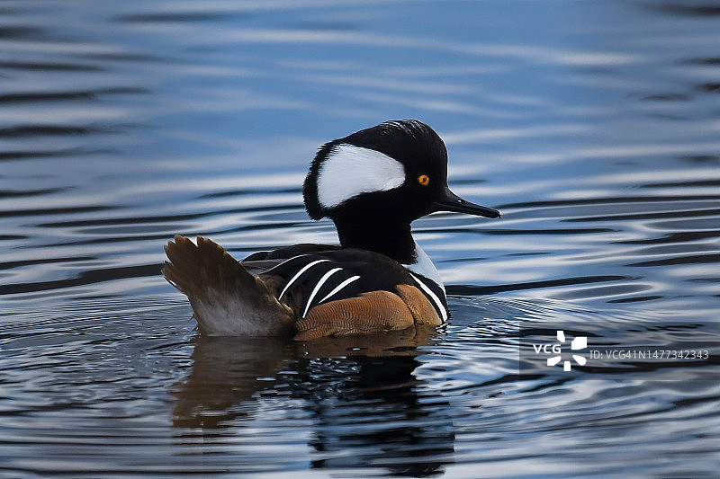 连帽秋沙鸭图片素材