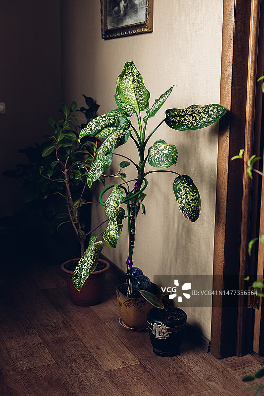 花叶万年青和其他盆栽植物图片素材