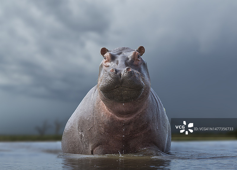 池塘里的河马图片素材
