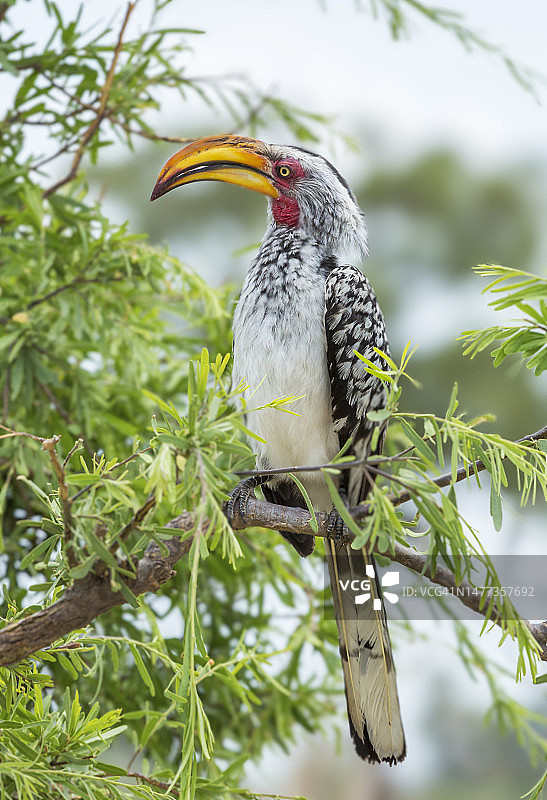 非洲灰犀鸟图片素材