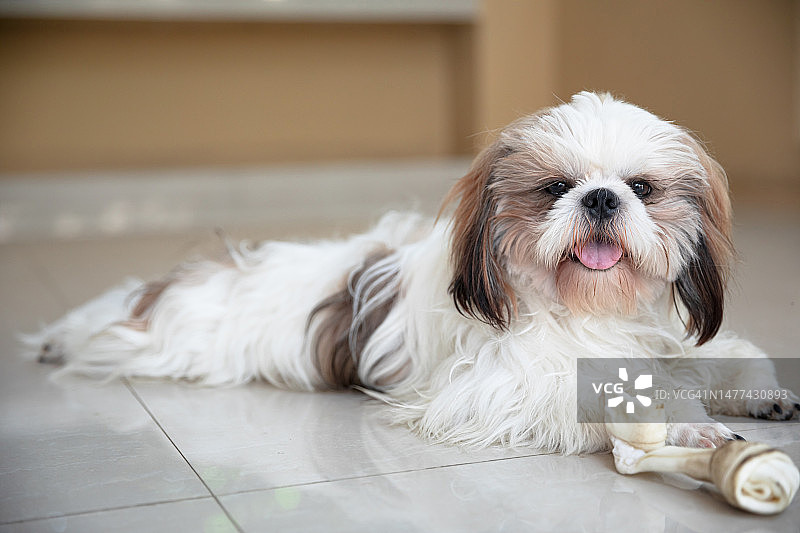 西施犬幼犬图片素材