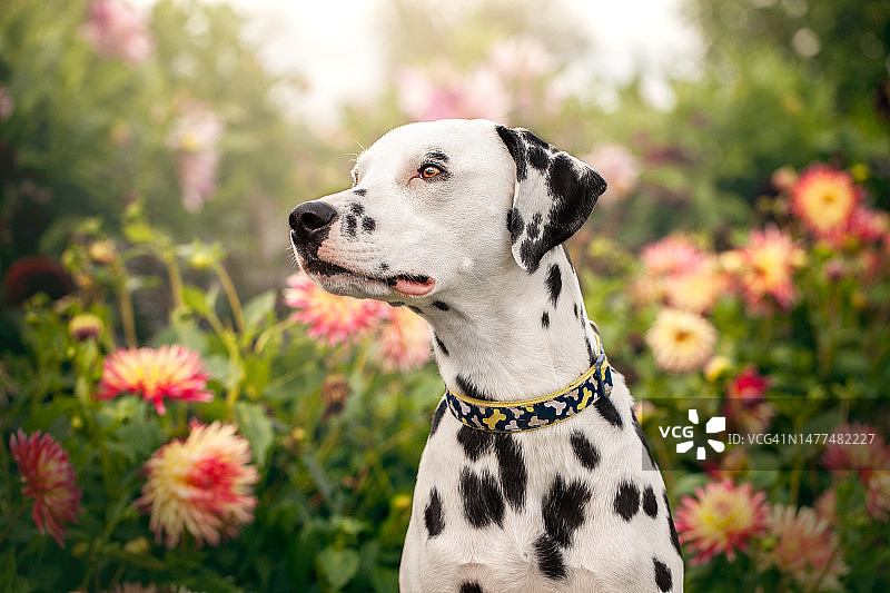 粉色夏日鲜花中的斑点狗图片素材