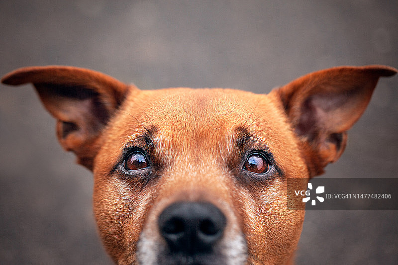 金色的斯塔福郡斗牛梗眼睛图片素材