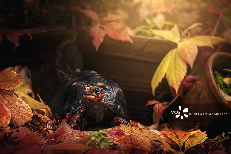 秋叶中的红脚陆龟图片素材