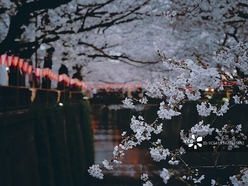 东京目黑川两岸的樱花与红色祈福灯笼对比鲜明图片素材