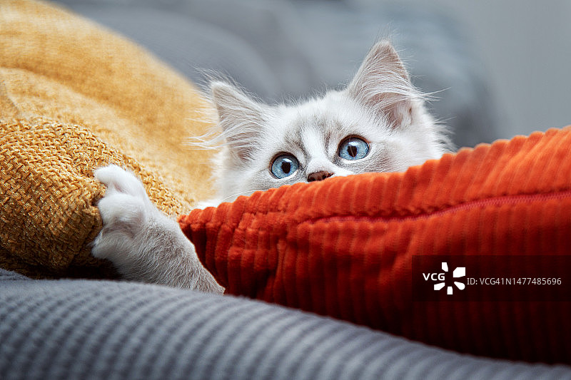 玩捉迷藏的白色和灰色布娃娃小猫，蓝眼睛图片素材