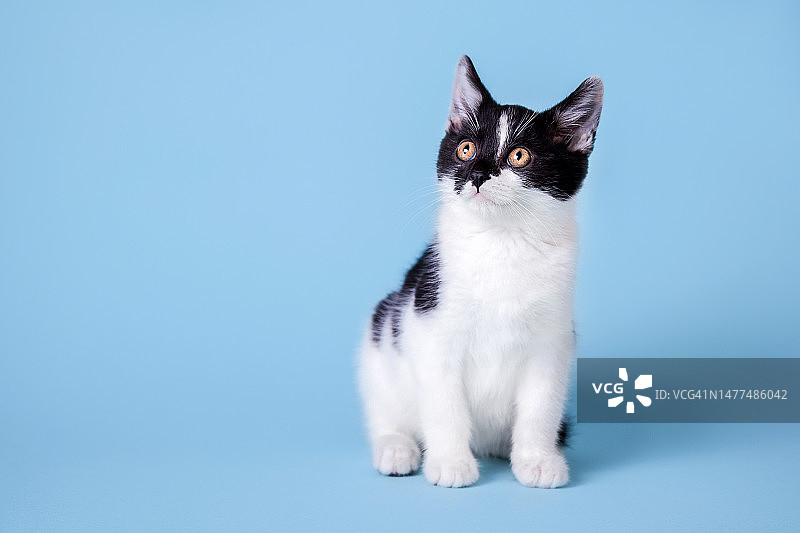 蓝色工作室背景下的黑白小猫全身照图片素材