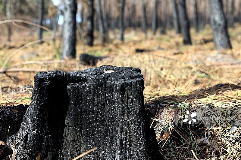 法国朗德地区的森林火灾图片素材