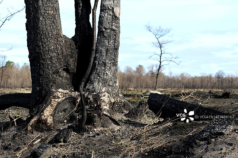 法国朗德地区的森林火灾图片素材
