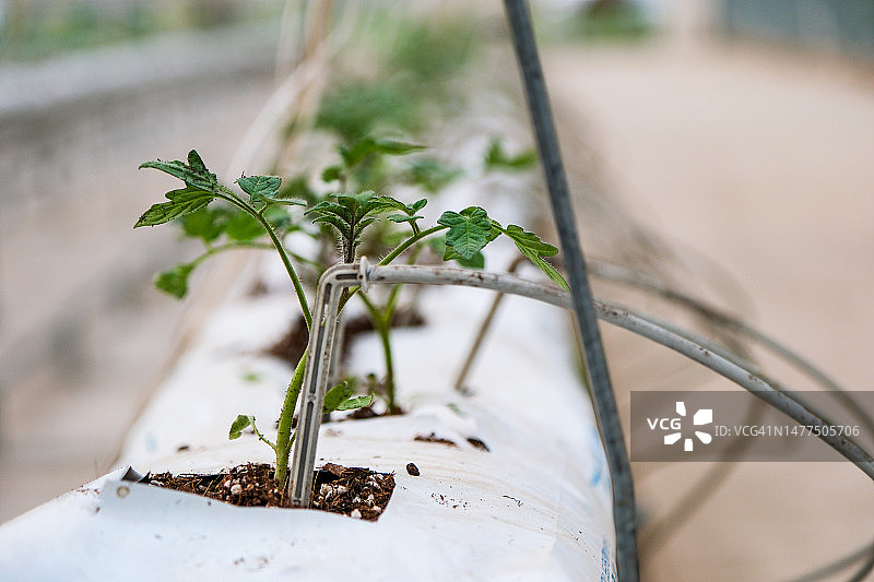 水培番茄生产温室图片素材
