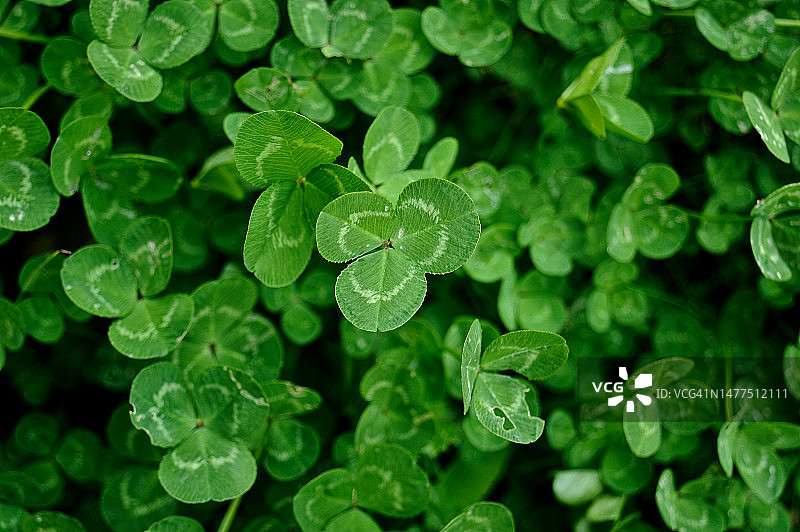 三叶草图片素材