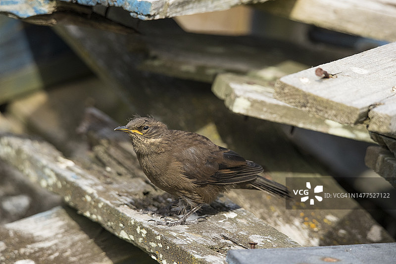 马尔维纳斯群岛的草地鸟图片素材