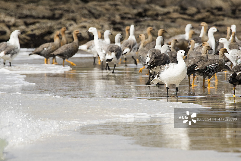 福克兰群岛的高地鹅图片素材