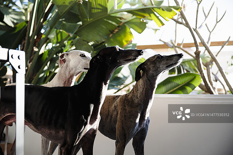 家里的好奇灵缇犬图片素材