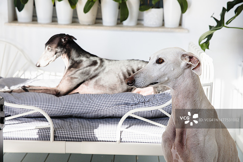 晴天，两只格力犬在家的肖像图片素材