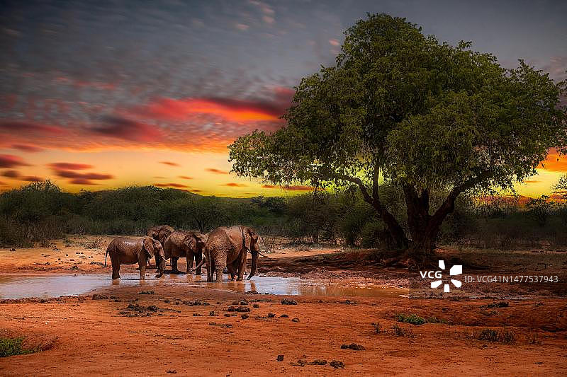非洲象一家在水坑边，日落景观，肯尼亚图片素材