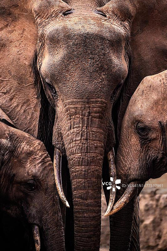 非洲象家族，母象与幼崽在肯尼亚依偎图片素材