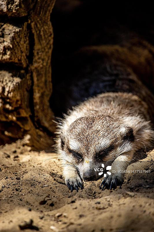 睡在沙子里的幼年猫鼬图片素材