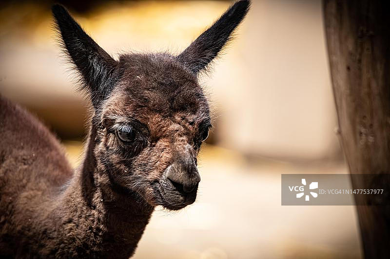 棕色羊驼幼崽动物肖像，希欧福克，巴拉顿湖，匈牙利图片素材