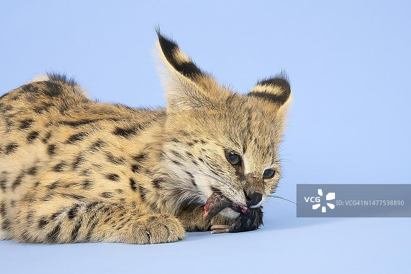 奥地利影棚拍摄的薮猫幼崽吃老鼠图片素材