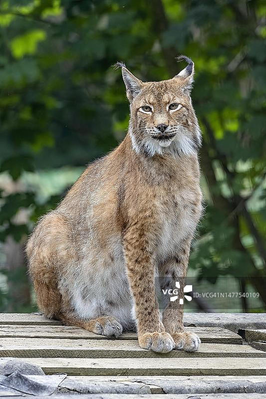 坐着的欧亚猞猁，圈养，奥地利图片素材