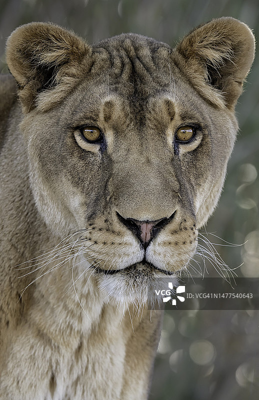 非洲母狮图片素材