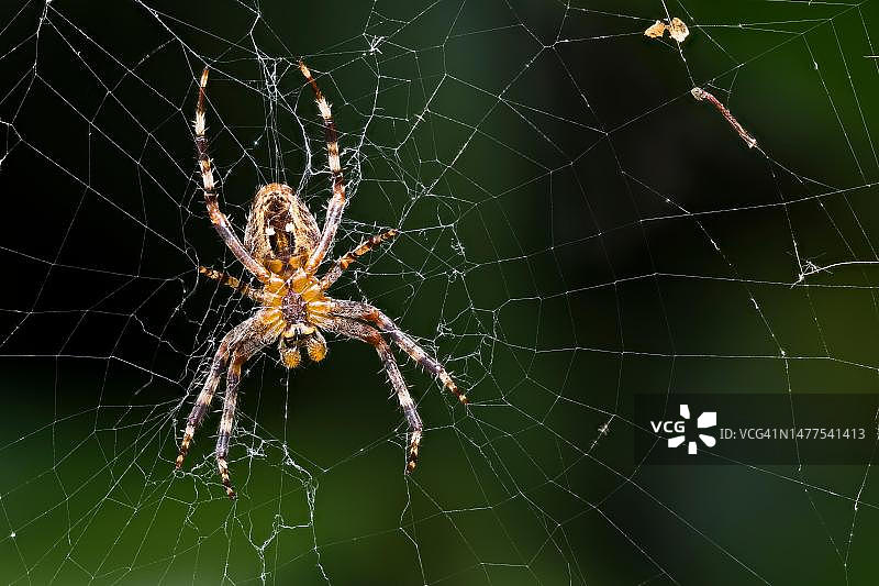 德国蜘蛛网上欧洲花园蜘蛛的腹面图片素材
