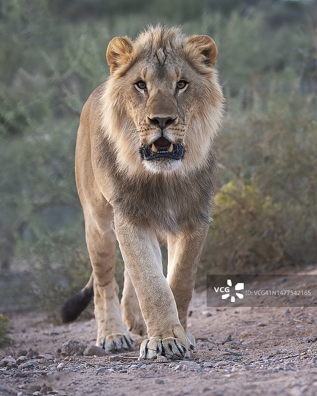 非洲狮子图片素材
