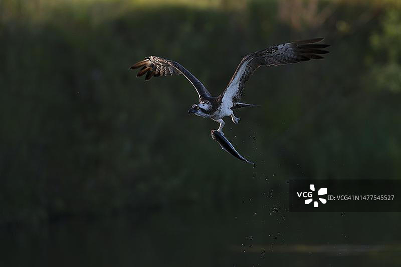 in flight with captured fish, Northern Ostrobothnia, Finland图片素材