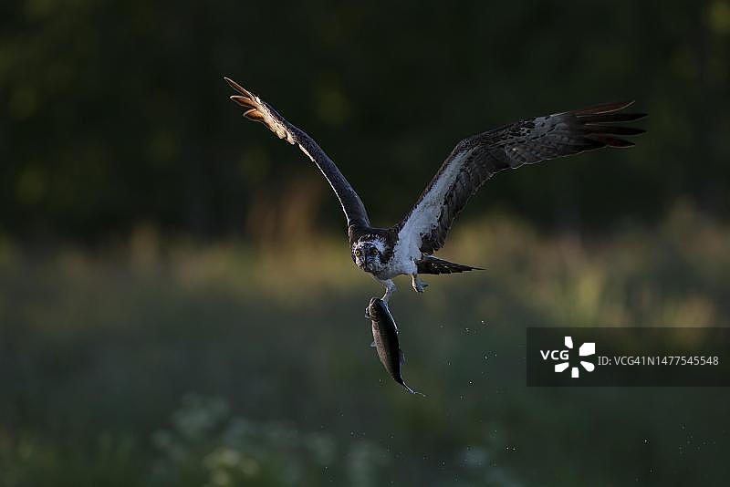 in flight with captured fish, Northern Ostrobothnia, Finland图片素材