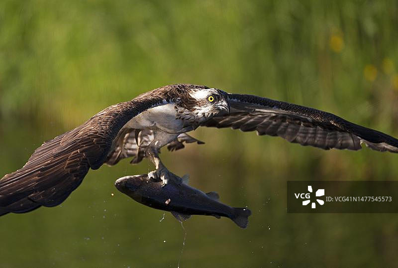 in flight with captured fish, Northern Ostrobothnia, Finland图片素材