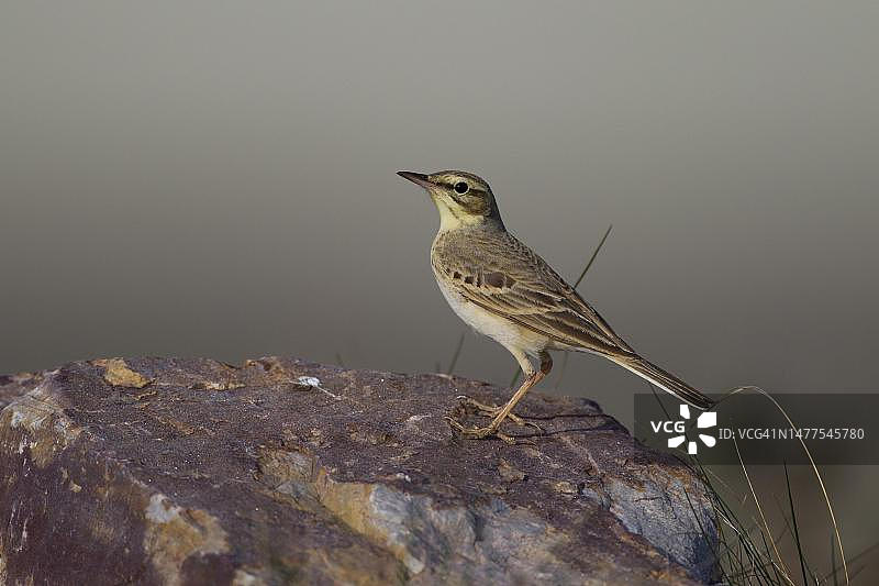 草地鹨在西班牙阿拉贡草原上图片素材