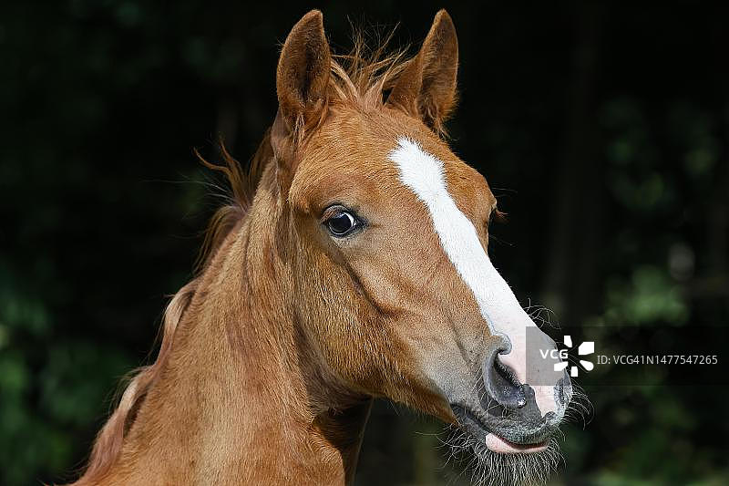 德国石勒苏益格-荷尔斯泰因的小家马（Equus caballus）好奇地看着，动物宝宝，动物肖像图片素材