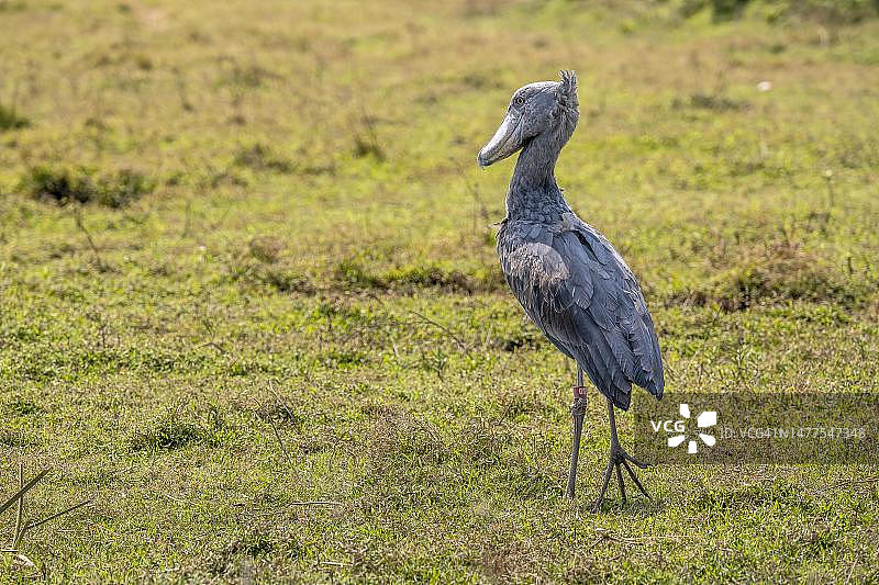 鲸头鹳，漫步在赞比亚邦韦乌卢沼泽的景观中图片素材