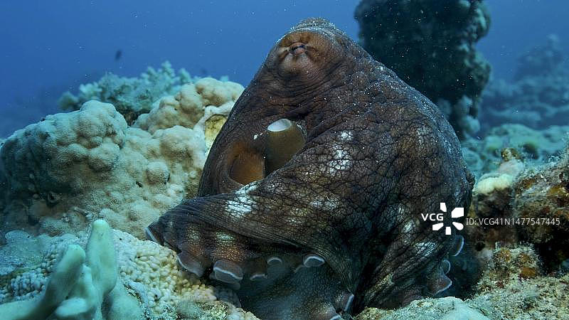 大红章鱼珊瑚礁写真，常见礁章鱼，红海，埃及图片素材