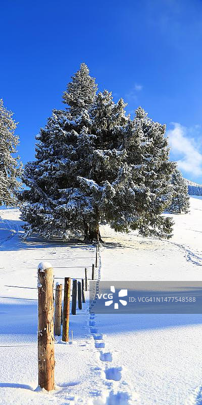 蓝色天空和阳光下的冬季景观（德国巴伐利亚州松特霍芬）图片素材