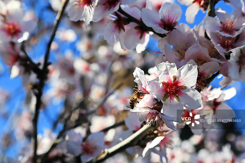 西班牙加那利群岛大加那利岛罗克本塔伊加的杏花图片素材