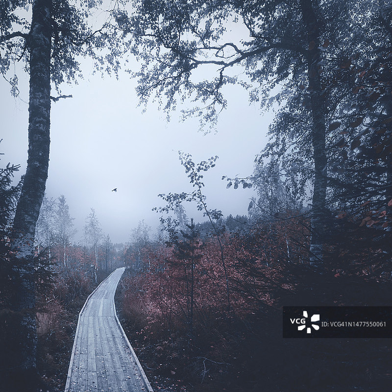 飞向光明的雾中鸟，神秘的秋季森林小路图片素材