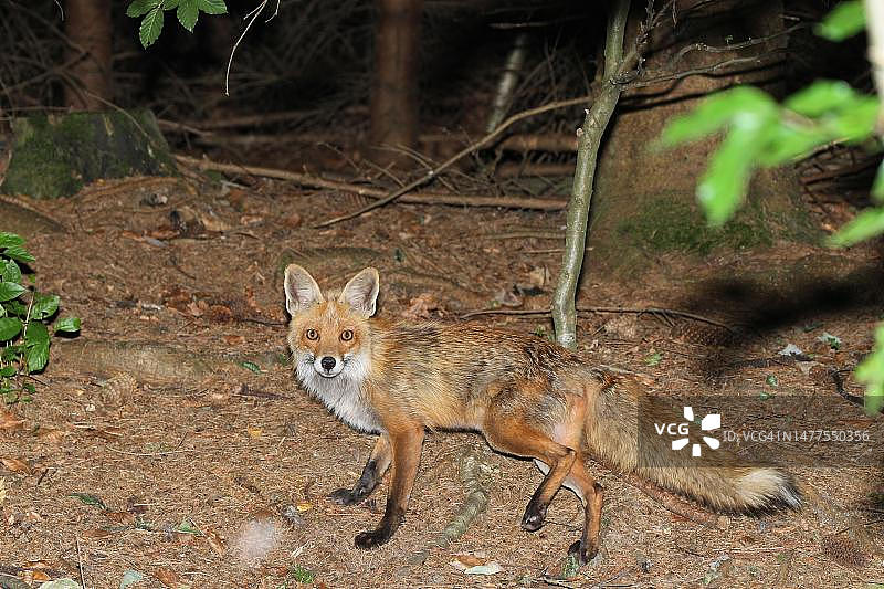 德国巴伐利亚阿尔高森林中的夜间红狐图片素材