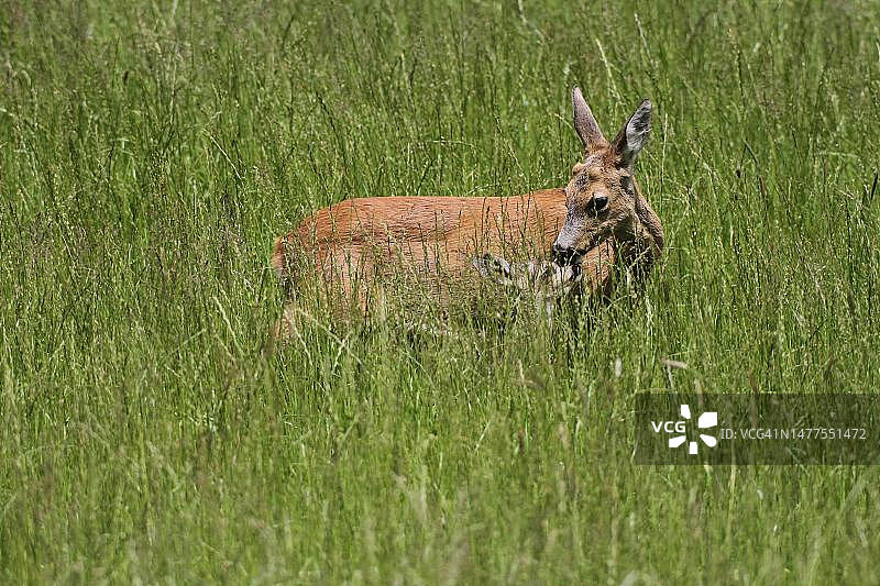 德国巴伐利亚州阿尔高，长草中带着小鹿的有角欧洲狍（Capreolus capreolus）图片素材