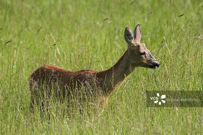 欧洲狍，带角的母鹿，德国巴伐利亚阿尔高图片素材
