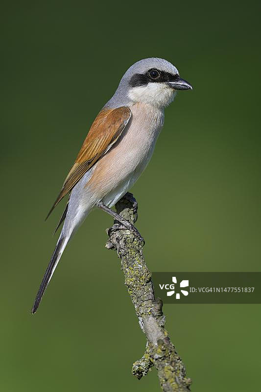 红背伯劳鸟，雄性，在长满地衣的树枝上，德国巴登-符腾堡士瓦本阿尔布生物圈保护区图片素材