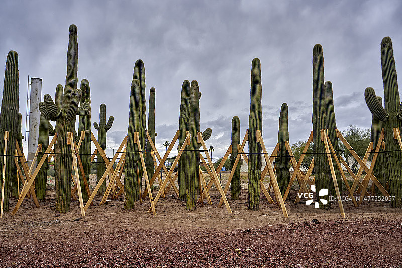 美国亚利桑那州凤凰城的巨人柱仙人掌图片素材