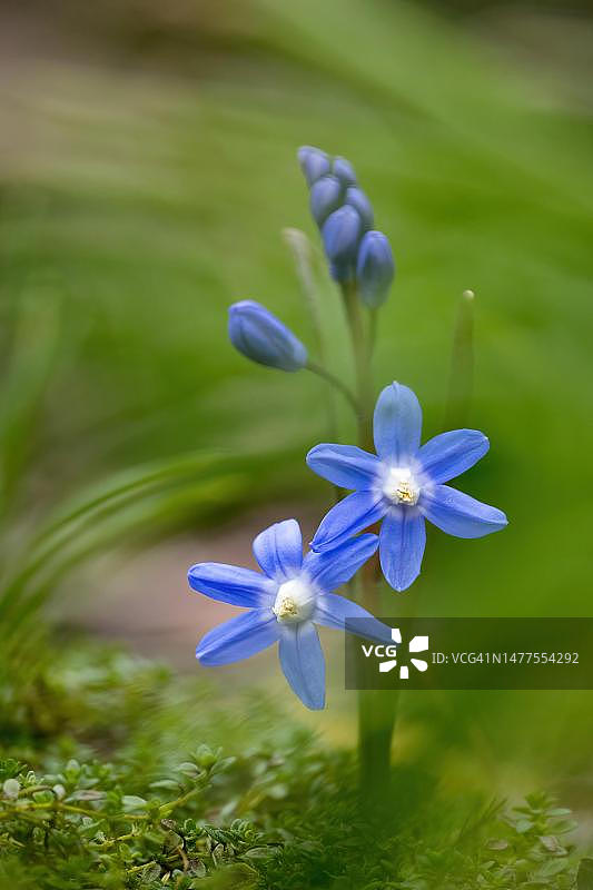 普通星辰花（Scilla bifolia），德国黑森州图片素材